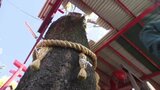 「この木を切ること自体が心残り…」 祀られている木の伐採前に祈願 八股榎お袖大明神 愛媛・松山城堀端 | 愛媛のニュース - Nスタえひめ|あいテレビは6チャンネル