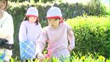 地元に伝わる茶摘み歌を歌いながら　長野県内のお茶どころで小学生が茶摘みを体験（長野・天龍村）|TBS NEWS DIG