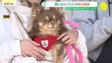 「環境が変わっても落ち着いていられるように」 飼い主とペットの防災訓練|TBS NEWS DIG
