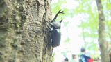 「自分で2匹とった!」道の駅の裏山に500匹 親子でカブトムシをとるイベント 長野市中条 | SBC NEWS | 長野のニュース | SBC信越放送