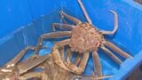 約19％削減　日本海側のズワイガニ年間漁獲枠　水産庁「海流の変化などの影響から減少へ向かうと予測される」　|　BSSニュース | BSS山陰放送