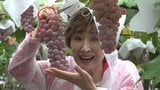 演歌界の大御所、小林幸子さん 「ラスボスの雫」ワインのブドウ収穫 山梨・甲州市 | 山梨のニュース | UTYテレビ山梨