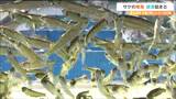 人工ふ化のサケ稚魚放流はじまる「一匹でも多く帰ってきて」不漁で稚魚は昨シーズンの2割に 宮城・気仙沼市 | 宮城のニュース│tbc NEWS│tbc東北放送