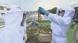 「全国的なミツバチの問題とかも解決できる一歩となったら」絶滅の危機からミツバチを守る 静岡の高校生たちの奮闘|TBS NEWS DIG
