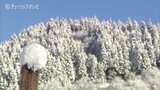 1200年前の技法「雪ざらし」五箇山で和紙の原料コウゾ天日干し 桂離宮などの歴史的建造物で使用 富山・南砺市 | 富山のニュース|天気・防災|チューリップテレビ
