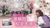 ６００メートルに及ぶ桜のアーチ「雑餉隈　桜並木通り」１４年ぶり新駅の名前の由来にも　|　福岡のニュース｜RKB NEWS｜RKB毎日放送