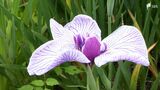 「色のコントラストが見事」 約8万本の花菖蒲が見ごろ 小國神社=静岡・森町 | 静岡のニュース | SBSNEWS | 静岡放送