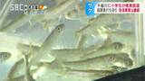 何匹戻ってきてくれるでしょうか…?小学生が千曲川でサケの稚魚を放流 長野・飯山市|TBS NEWS DIG