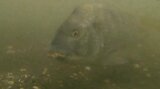 「潮干狩り」各地で“禁止”相次ぐ アサリ食い荒らす「クロダイ」撮影成功 アサリ復活プロジェクト始動 | 大分のニュース|OBS NEWS|大分放送