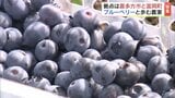 「落ち込んでいられない」家族みたいな苗木とともに…避難先でブルーベリーと歩む 福島・喜多方市 | 福島のニュース│TUF