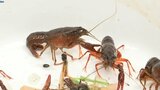 ザリガニは悪者? 釣って生態系や生物の多様性を親子で学ぶイベント 岩手・奥州市|TBS NEWS DIG