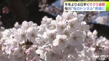 青森市では『桜のトンネル』が見頃　八戸市では満開の新井田川沿いの桜並木を屋形船に乗って―「気持ちが華やぐ」|TBS NEWS DIG