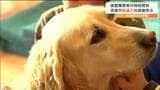 盲導犬を見かけた場合に注意することは?児童が視覚障害者と盲導犬との生活や役割学ぶ 宮城・川崎町 | 宮城のニュース│tbc NEWS│tbc東北放送