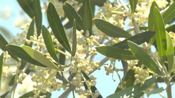 4000本のオリーブ　小さな可憐な花が咲き始める　大分・国東市　|　OBSニュース