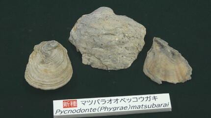 もう出ないと思っていた」約1600万年前“中新世”の二枚貝の化石3種が