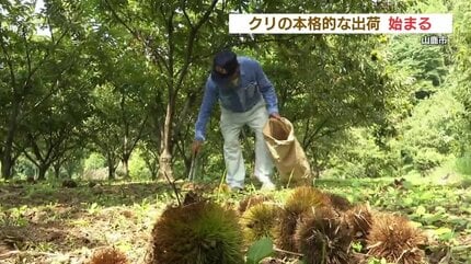西日本一の生産量 熊本山鹿のクリ 本格的な出荷始まる ケーキや和菓子