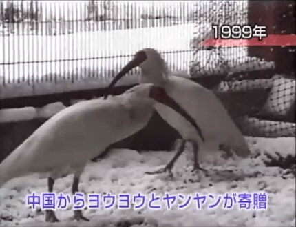 国名を冠した鳥～ニッポニア・ニッポン～ 朱鷺が私たちに問いかけた