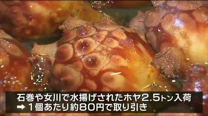 県産ホヤ”入荷が本格化「磯の香りが口いっぱいに広がる刺身」を試食