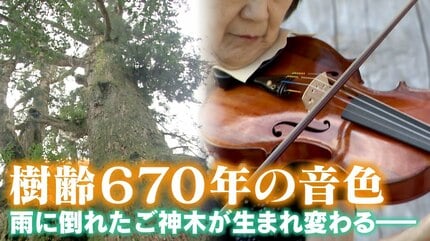倒れた樹齢670年の巨大御神木 バイオリンに姿を変えて町民によりそい