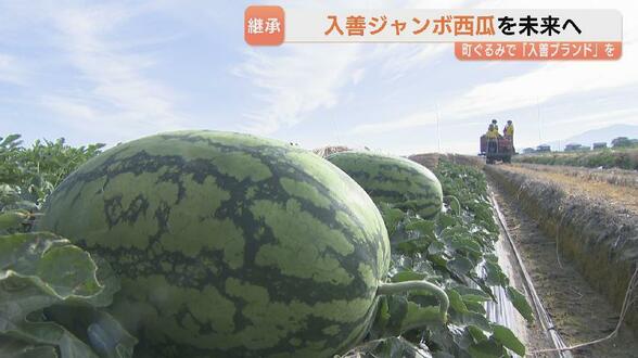 【入善ジャンボ西瓜】「玉数を増やしてもらえることが希望」　生産129年　生産者は半世紀で4分の1に　行政・住民とともに未来へ継承　富山・入善町　|　富山のニュース｜天気・防災｜チューリップテレビ