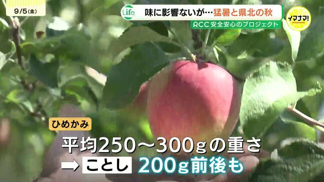 “真夏の涼しさ”消えた避暑地「天候には勝てない」極端な暑さ&少雨がリンゴ農家を直撃「小ぶりのリンゴ」でも品質は変わらず 栽培方法の転換期へ|TBS NEWS DIG