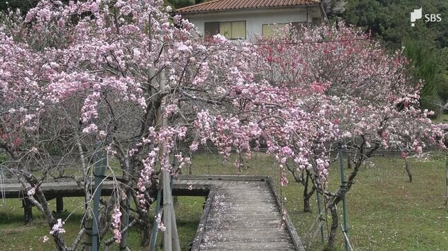 "しだれ桃"が見頃 白、ピンク、赤の花々が広がる　「しだれ桃の里まつり」開催中=静岡・下田市|TBS NEWS DIG