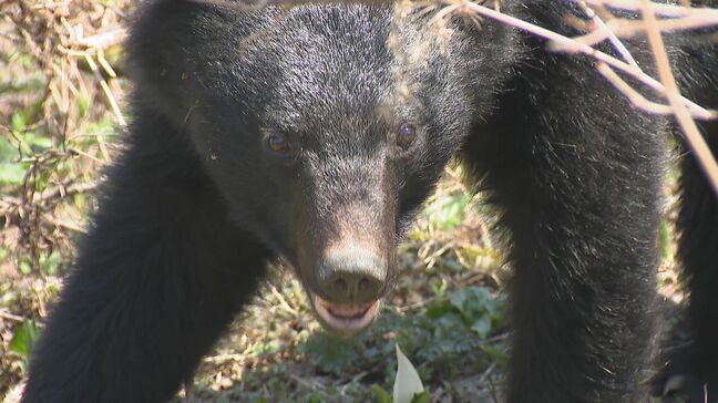 ツキノワグマ出没警報を延長　目撃件数は200件以上…地域によっては木の実が不作のところも　県議会はクマ対策や防災を盛り込んだ予算を可決して閉会|TBS NEWS DIG