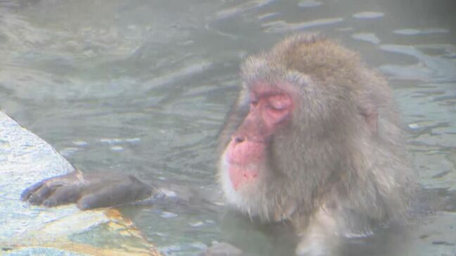 湯に浸かり目を閉じて“いい湯だな”と聞こえてきそう…函館の冬の風物詩「サル山温泉」始まる|TBS NEWS DIG