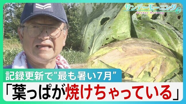 “猛暑でキャベツも焼ける…”かつてない猛暑でコメにカメムシ被害も【サンデーモーニング】|TBS NEWS DIG