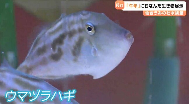 仙台うみの杜水族館で2026年の干支にちなんだ特別展示中「ウマヅラハギ!?」・元日からオタリアの書初めなども予定|TBS NEWS DIG