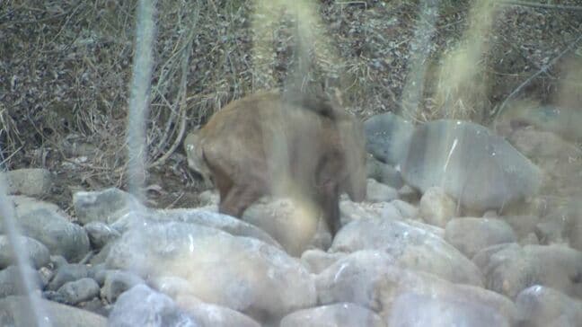 「長野県庁にイノシシが…」市や警察が出動しその後捕獲　周辺では３月から目撃情報相次ぐ|TBS NEWS DIG