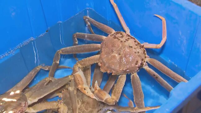 約19%削減 日本海側のズワイガニ年間漁獲枠 水産庁「海流の変化などの影響から減少へ向かうと予測される」|TBS NEWS DIG