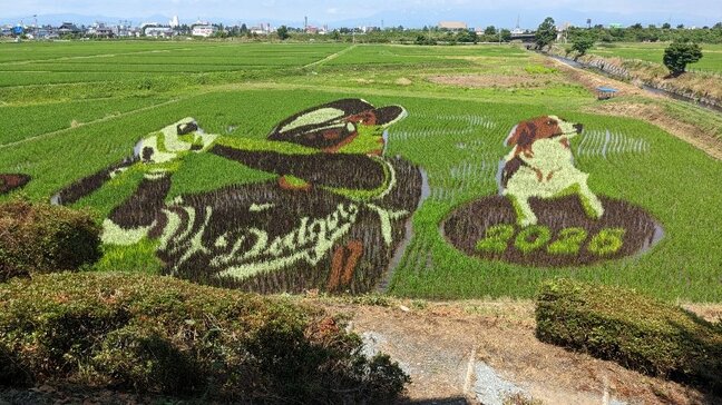 「愛犬、デコピンが大きくなった！」ドジャース・大谷翔平選手の地元、奥州市で大谷選手を描いた田んぼアート見ごろ　ファンが次々訪れる|TBS NEWS DIG