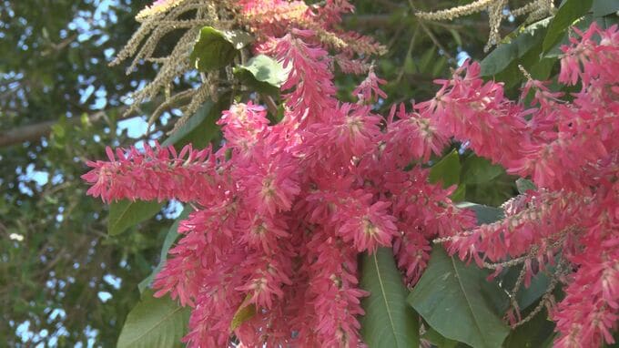 宜野湾市の公園でツクバネタデノキが見ごろを迎える|TBS NEWS DIG