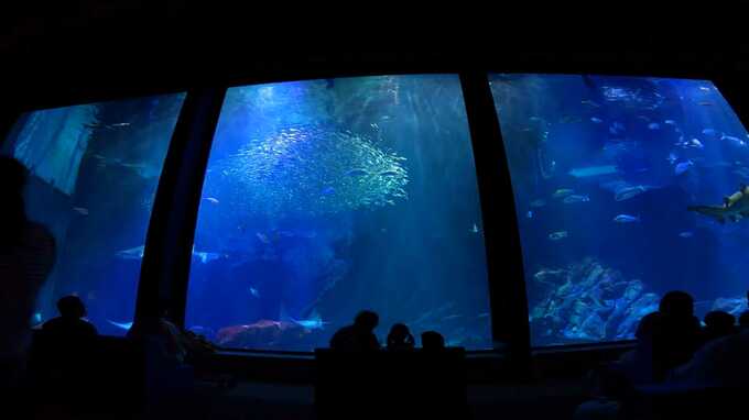 いつもと違う「夜のすいぞくかん」夜景＋ショーで幻想的な演出～福岡　|　福岡のニュース｜RKB NEWS｜RKB毎日放送