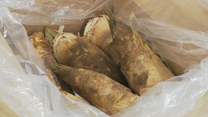 今年は表年！加賀野菜“たけのこ”の初競り 5キロ6700円は例年並み|TBS NEWS DIG
