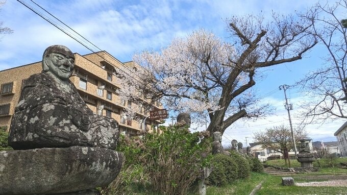 らかん公園の栗割り桜　満開から散りはじめに　盛岡市|TBS NEWS DIG
