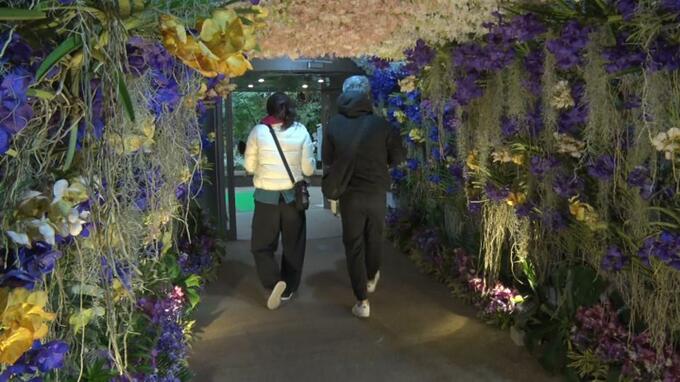 芳醇な香りが幻想的な世界を演出 洋ラン約2万点を展示 「沖縄国際洋蘭博覧会2025」　|　沖縄のニュース｜RBC 琉球放送