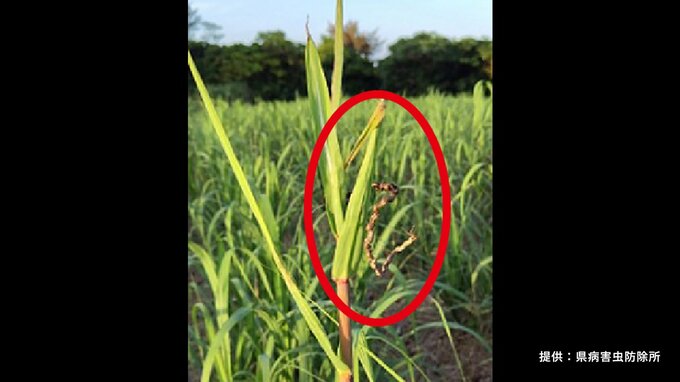 黒いカビ、茎細くなり…サトウキビ病害「黒穂病」初めての注意報　熊毛・奄美　|　鹿児島のニュース｜MBC NEWS｜南日本放送