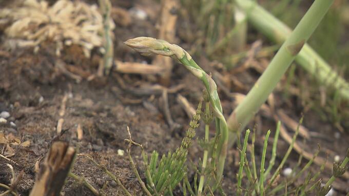 「支援策の検討進める」内堀知事 福島県内の農作物の凍霜害を視察|TBS NEWS DIG