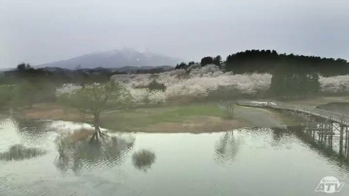 桜・鶴の舞橋・岩木山の三重奏 2000本が富士見湖パーク 空からの絶景|TBS NEWS DIG