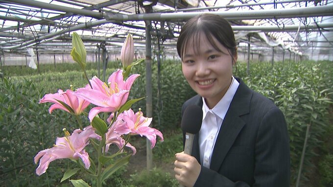 とてもいい香り！「『百合』の花で『100点』という意味を込めて…」母の日前にユリの出荷盛ん【愛媛・松山】　|　愛媛のニュース - Nスタえひめ｜あいテレビは6チャンネル