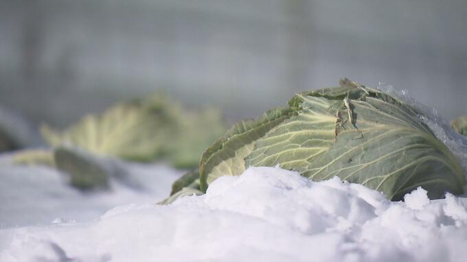 「雪下キャベツ」収穫始まるも…暖冬で雪不足、降雪量は前年の5分の1以下　福島　|　福島のニュース│TUF
