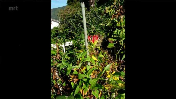 コルヒチン検出　 小林市の80代男性が死亡　自宅に保管の有毒植物グロリオサとみられる根を摂取か　|　MRTニュース ｜ ＭＲＴ宮崎放送