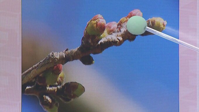 寒さの底は土曜日まで　桜の開花はいつ？　さらに1か月の見通しを気象予報士が解説|TBS NEWS DIG
