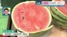熊本のスイカは今が甘い！ そして「〇〇が凸凹」を選ぶべし　スイカの名産地 熊本・植木の道の駅　|　熊本のニュース｜RKK NEWS｜RKK熊本放送