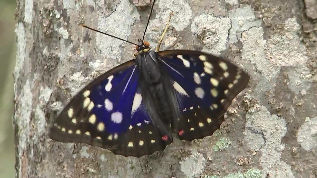 オオムラサキ蝶写真パネル s-200807241942346214.jpg