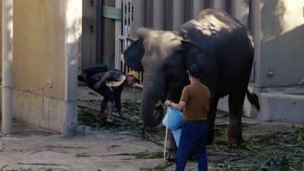 福岡市動物園で急死したゾウ 死因は「ゾウヘルぺス」と判明 東京大学