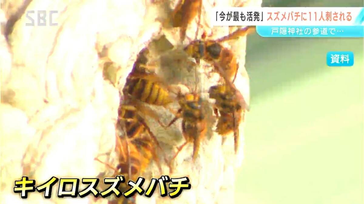 9月～10月は活動が最も活発になる時期」長野市の戸隠神社で観光客11人 