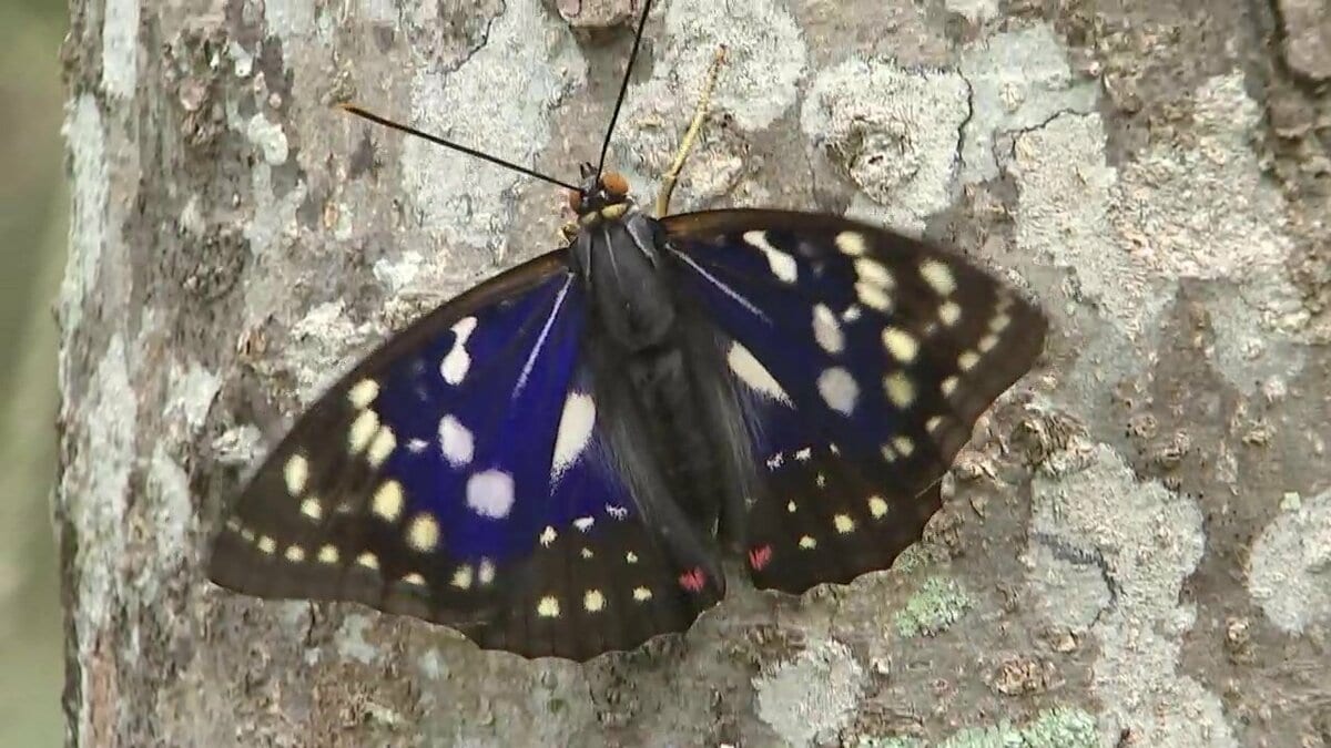 国蝶「オオムラサキ」が羽化の時期迎え 美しい姿を間近に 広島県府中市